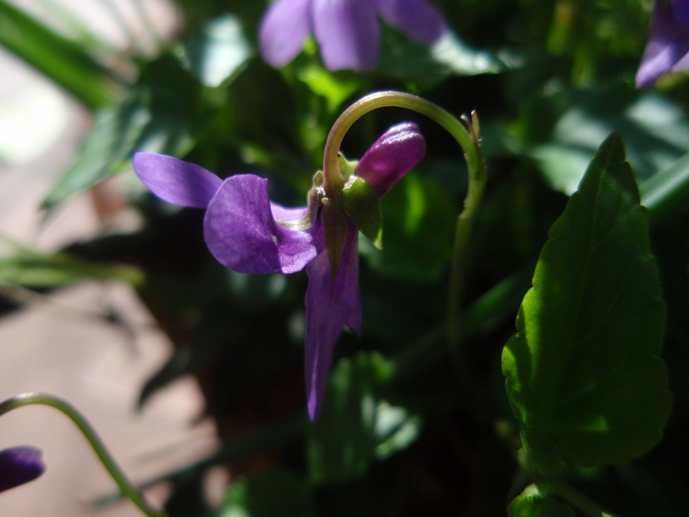 Viola reichenbachiana / Viola silvestre